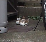 cat189.jpg